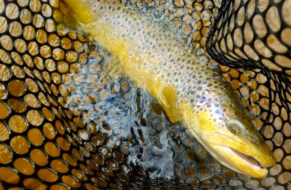 Brown Trout