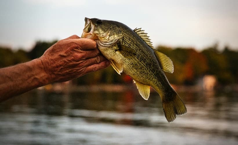 Largemouth bass caught on a wacky rig setup